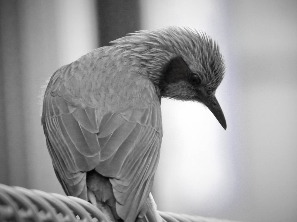 ヒヨドリ落胆