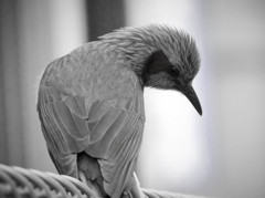 ヒヨドリ落胆