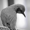 ヒヨドリ落胆
