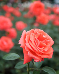 あきれ顔とジェスチャーの薔薇