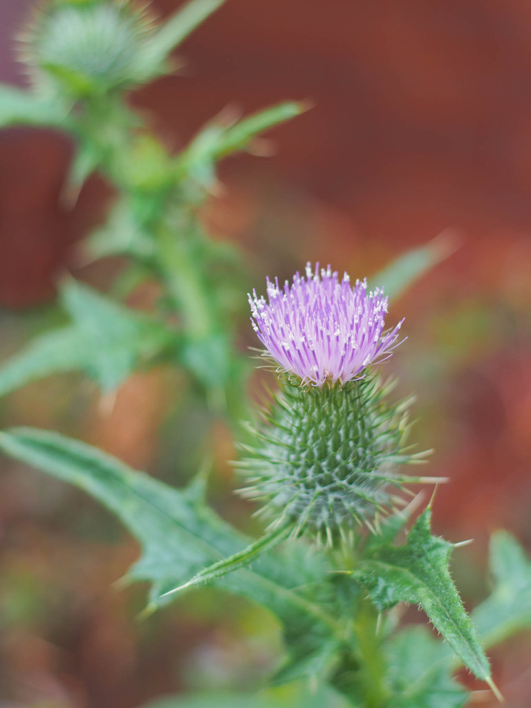 OLDレンズでアザミ撮り