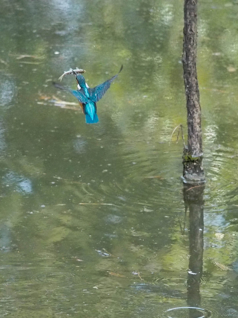捕獲成功からの帰還飛行2
