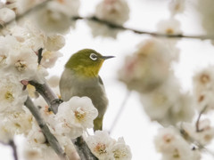 次はどの花に行こうかな