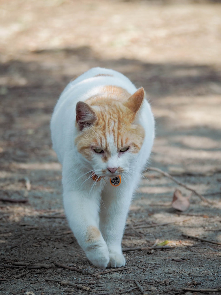 獅子の目をした猫さん