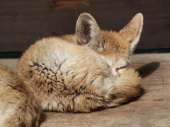 眠るキツネ
