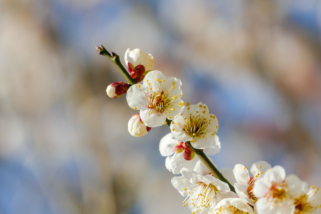 梅の花で比較作例3(FZ1000)