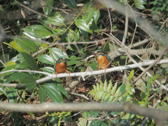 カワセミペア、恋実る4