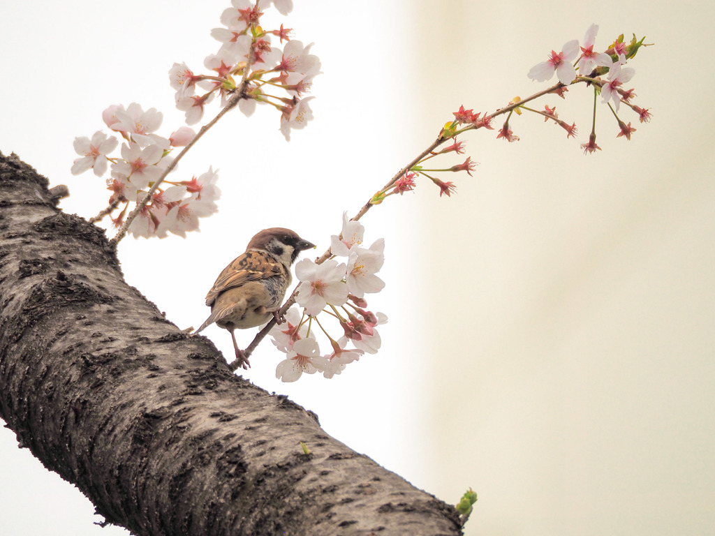 雀桜