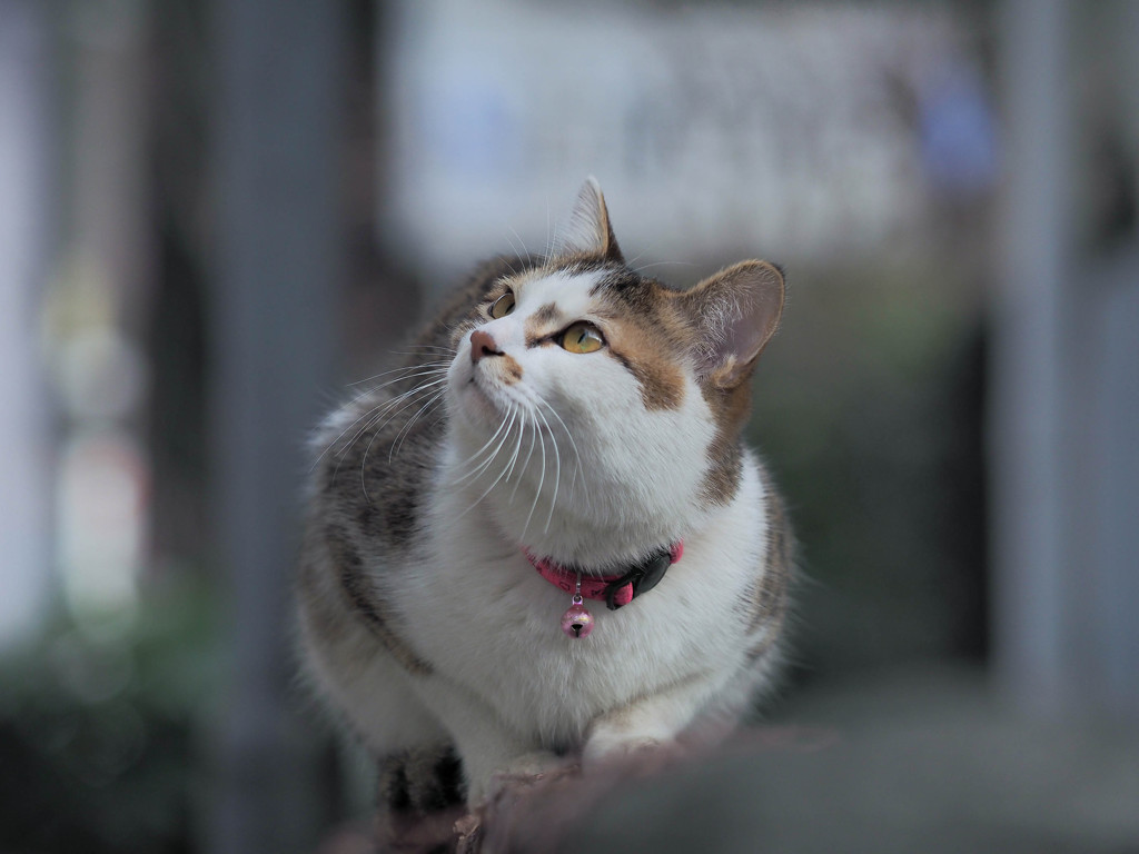 二階に上がりたい猫さん