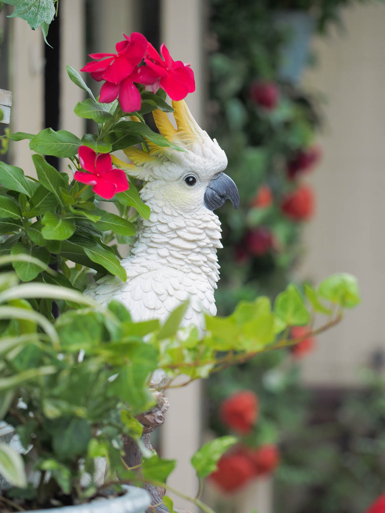 看板娘ならぬ看板インコ
