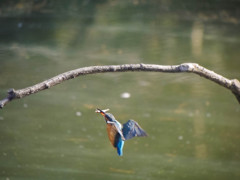 カワセミ着艦　高速連写4連発(1)