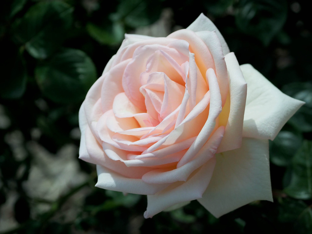 頬を染めた薔薇