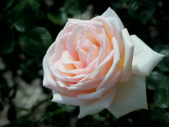 頬を染めた薔薇