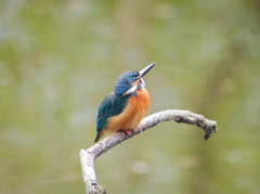 上空にいるカラスも気になるカワセミ君
