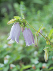 ベルの花