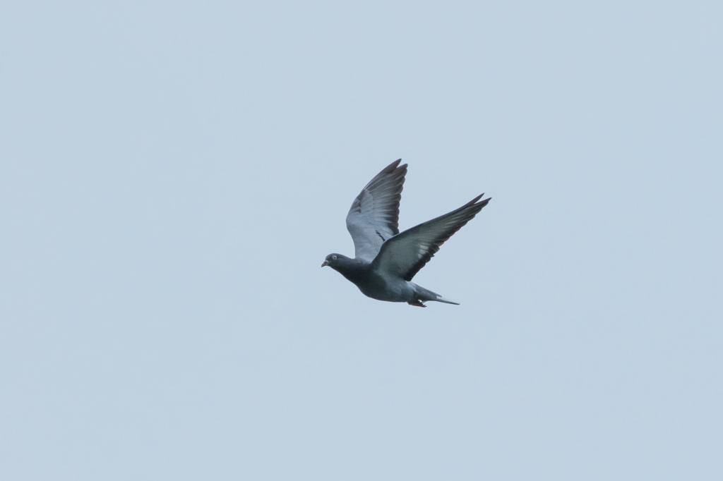 部屋の窓から見える飛びもの(鳩)
