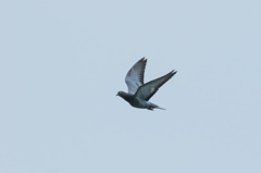 部屋の窓から見える飛びもの(鳩)