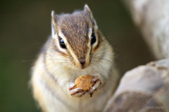 これ、食べる？