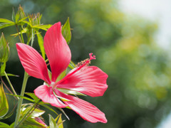 夏が似合うモミジアオイ