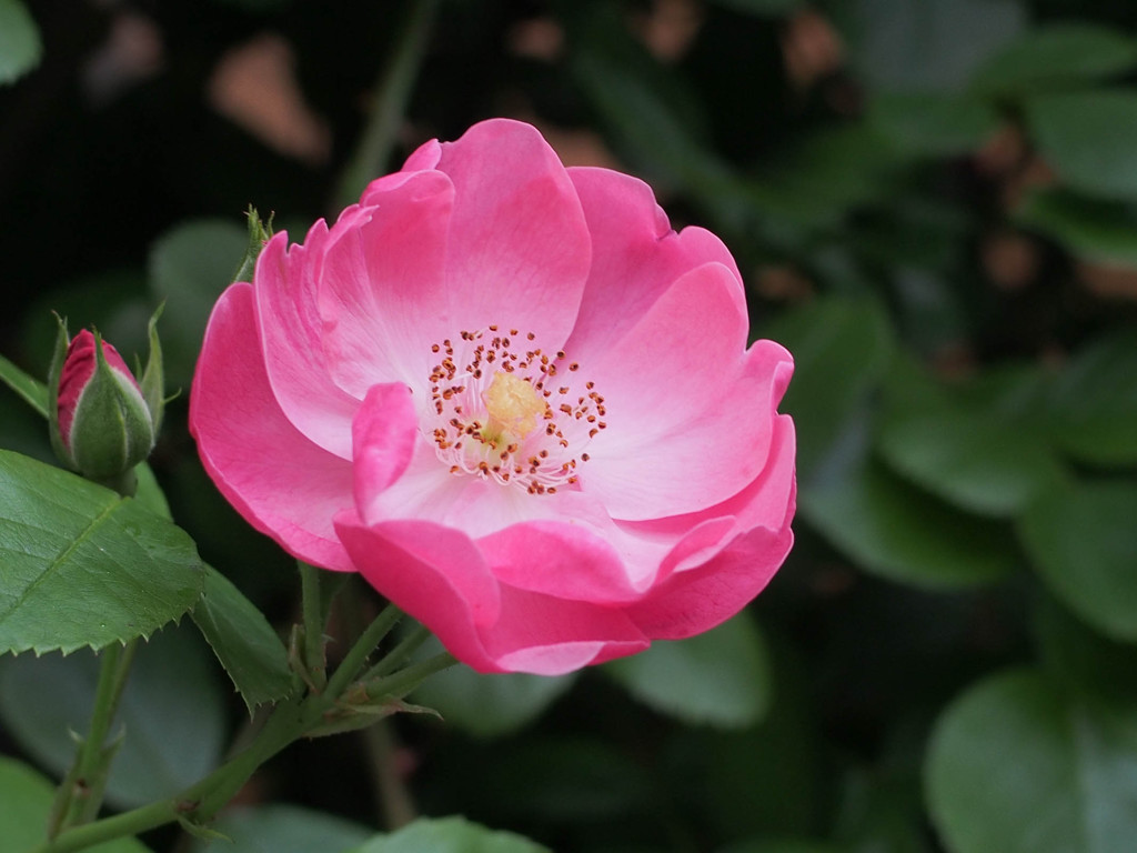 ZUIKO 28mm 2.8 MC　F4で撮影