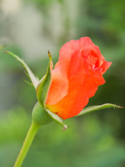 目覚める前の薔薇