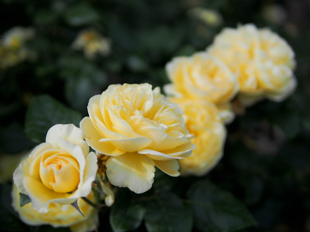 黄薔薇、四連咲き