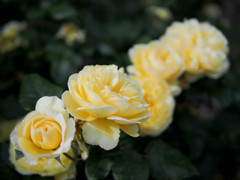 黄薔薇、四連咲き