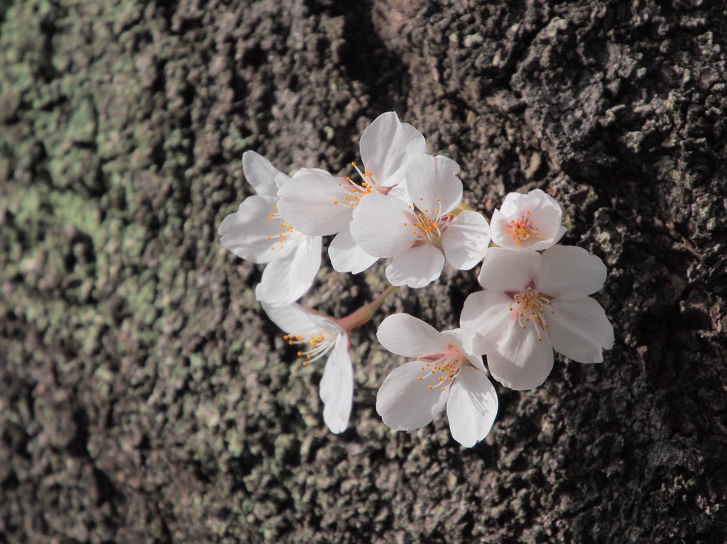 生まれたての兄弟桜