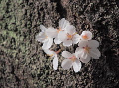 生まれたての兄弟桜