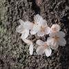 生まれたての兄弟桜