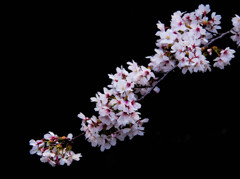 漆黒の闇に浮かび上がる希望の花