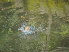 カワセミ、水浴びシーン1