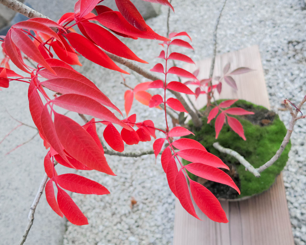 飛び出す紅葉