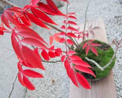 飛び出す紅葉