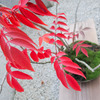 飛び出す紅葉