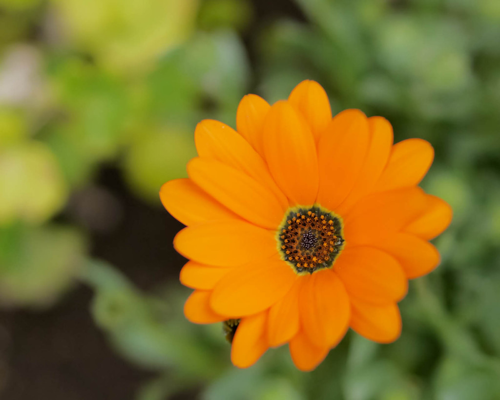 名を知らぬ花　03