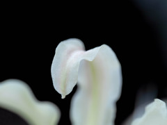 甘そうな花びら