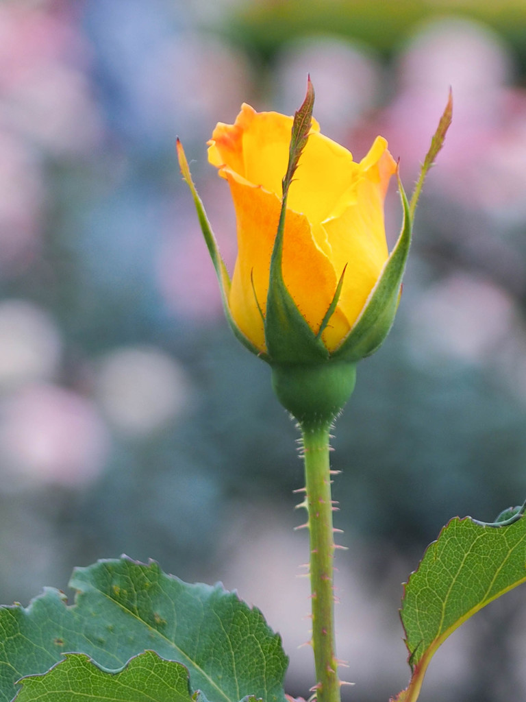 真っ直ぐに立つ薔薇の蕾