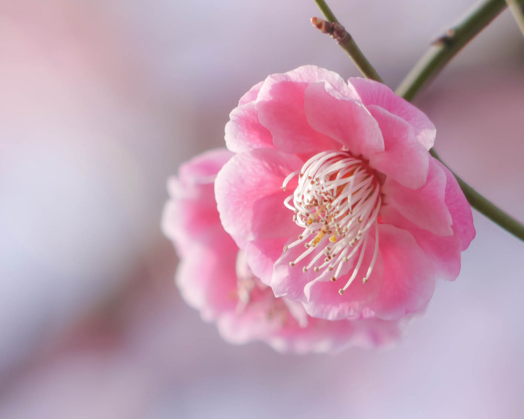 梅重ね