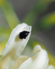 黒てんとう虫１