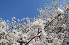 コンパクトデジカメ(コンデジ)で桜を愛でる２