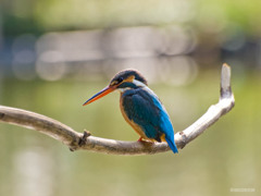カワセミ撮影　観察というスキル