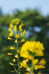 菜の花たちの出会い