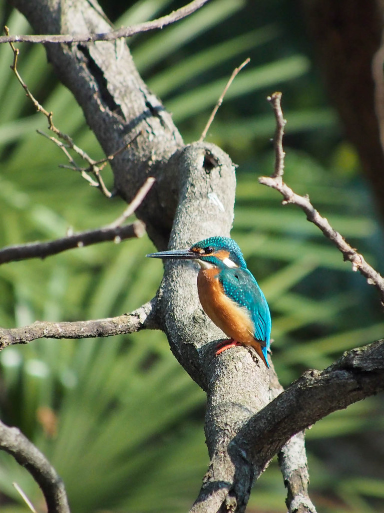 OM-D E-M5で初カワセミ撮影