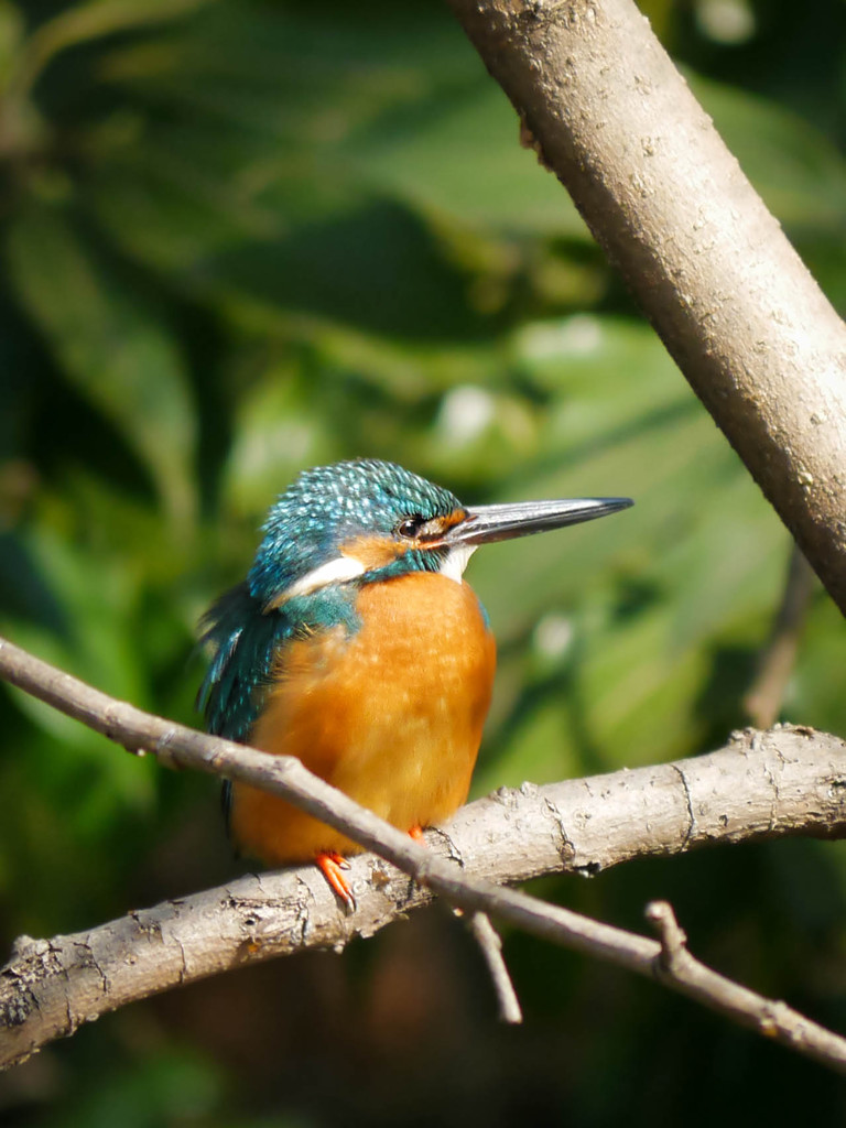 カワセミさん、もう少し左に寄ってもらえませんか？