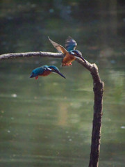 カワセミペア同時飛び込み