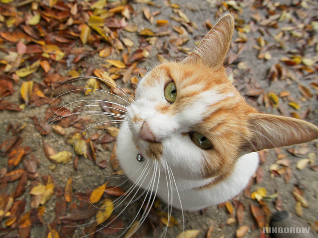 猫、見上げる