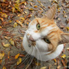 猫、見上げる