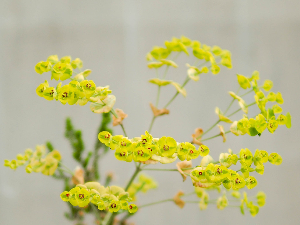 LEICA DG SUMMILUX 25mm 1.4 ASPH.　F1.4で撮影