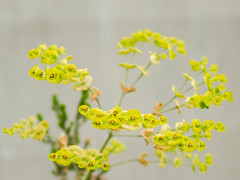 LEICA DG SUMMILUX 25mm 1.4 ASPH.　F1.4で撮影